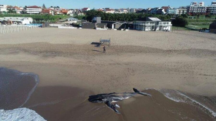 Apareció muerta una ballena en un balneario de Mar del Plata