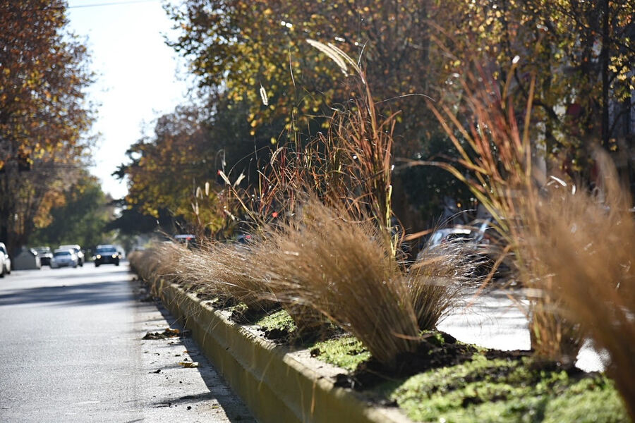 La Plata: Colocaron más de 700 plantas en el divisor central de la Avenida 13 desde 44 a 50