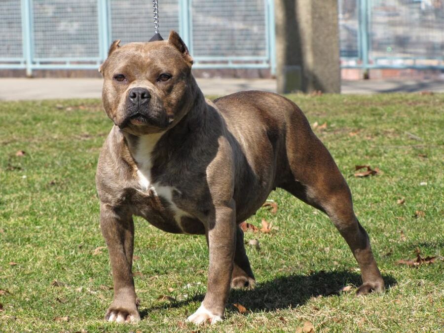 Berisso: Un pitbull ingresó a un domicilio, mató a otro perro y la policía lo baleó