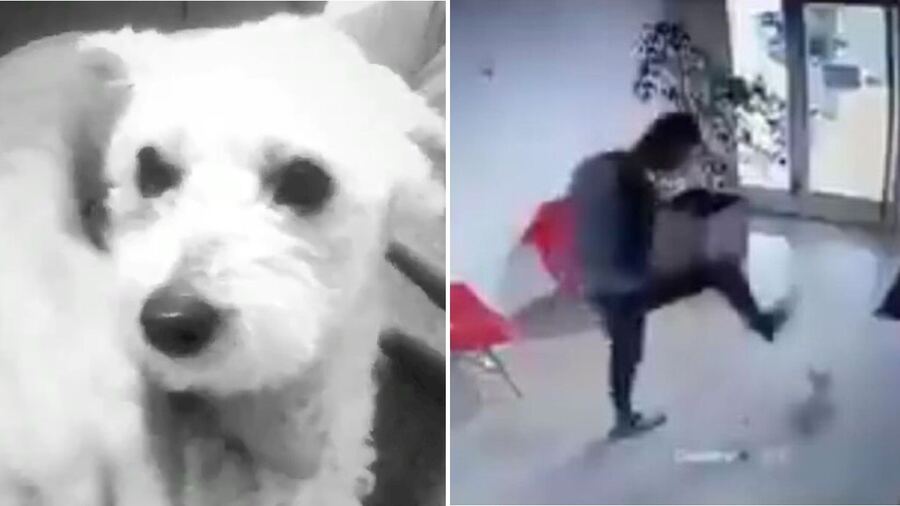 Se negó a declarar y quedó procesado el imputado por el brutal ataque a la perrita en La Plata
