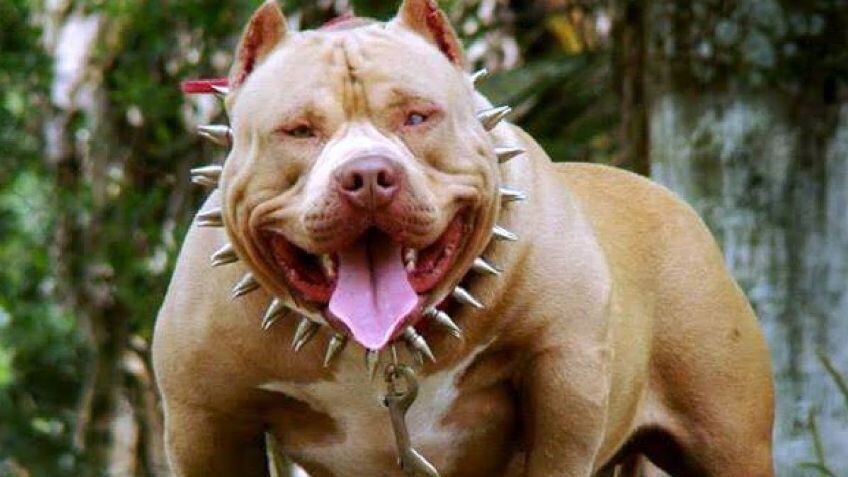 Perros de razas potencialmente peligrosas: dé qué se trata y como inscribir a tu mascota
