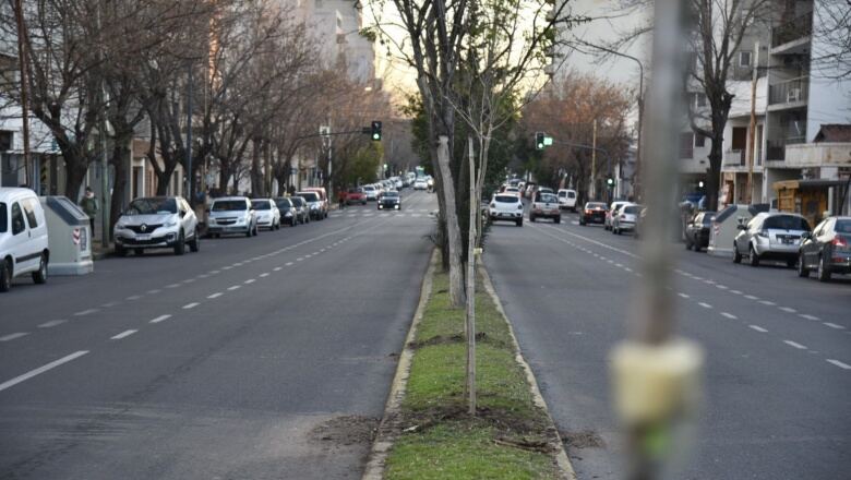 La Plata: Se completa la forestación en la rambla de avenida 60