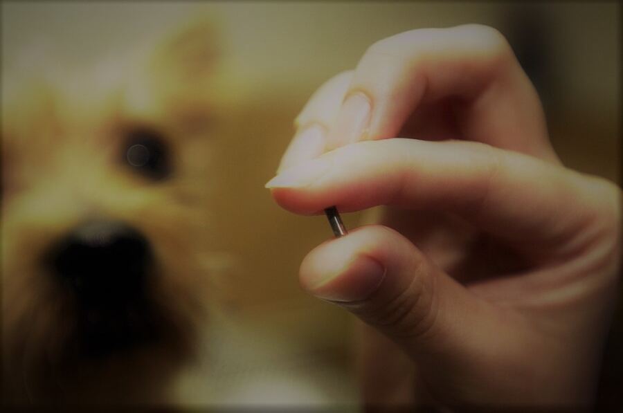 Mar del Plata: Crean un microchip para encontrar perros y gatos perdidos