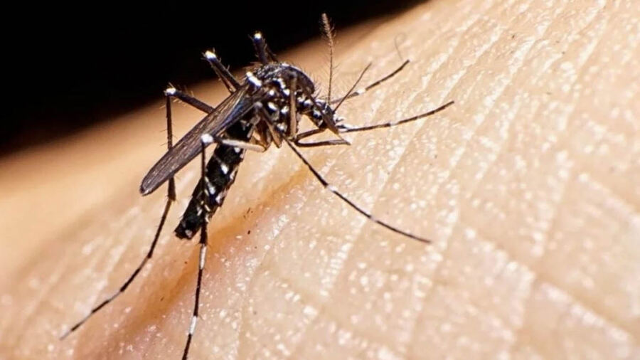 Berisso: Se llevará a cabo una campaña de prevención de Dengue en los barrios Obrero y Santa Teresita