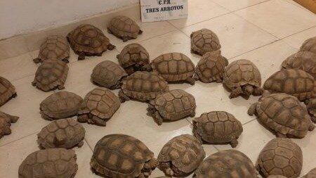 Tres Arroyos: Allanaron una casa y encontraron 140 tortugas