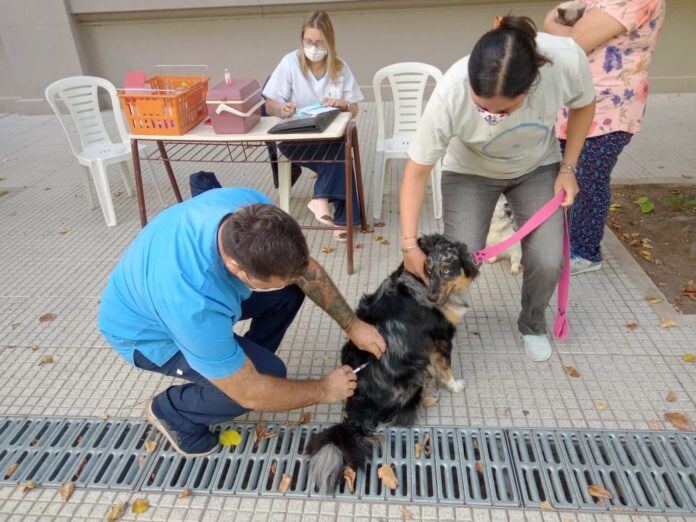 Saladillo: Se realizó una jornada de vacunación antirrábica de mascotas