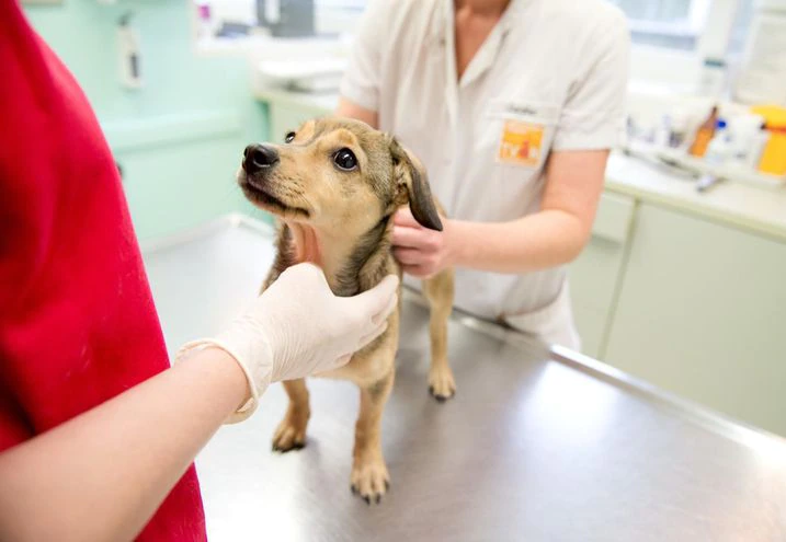 Balcarce: Continúa la campaña de castración de mascotas