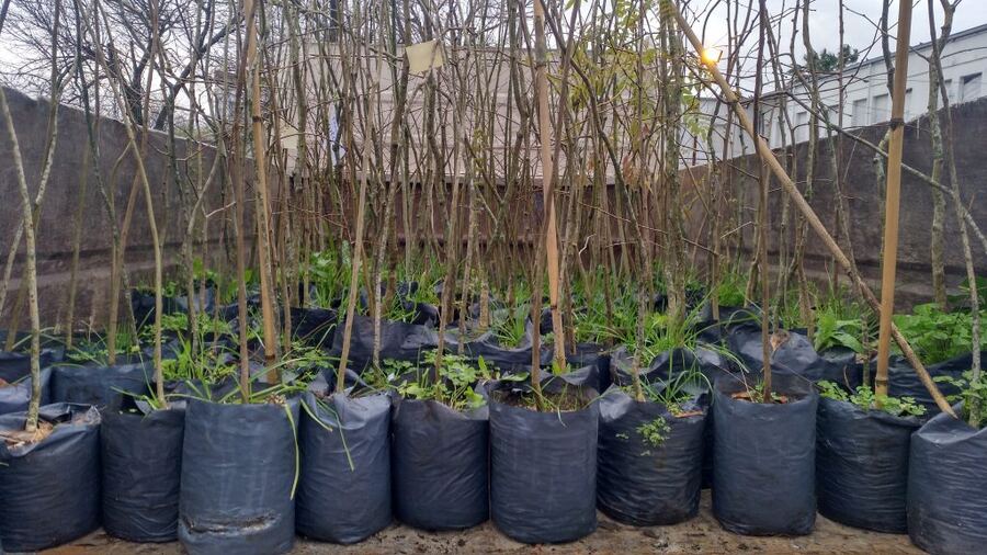 Berisso: El Municipio presentó el "Plan de forestación de veredas"