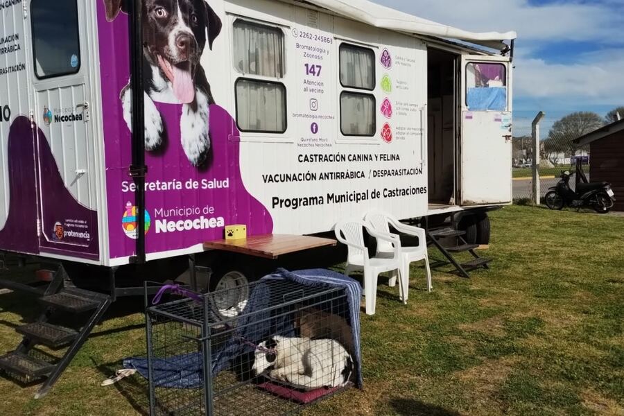 Necochea: Se viene una nueva jornada de castración masiva de mascotas