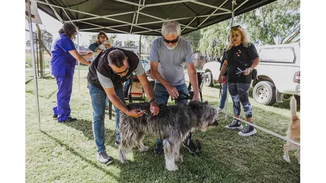 Mar del Plata: El Municipio realizó 13.471 esterilizaciones y rescató a 253 animales de maltrato y abandono en 2025