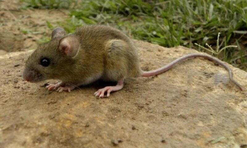 General Belgrano: Una nena de 10 años murió por Hantavirus