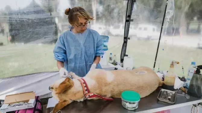 Mar del Plata: Nuevas ubicaciones de los quirófanos móviles para animales