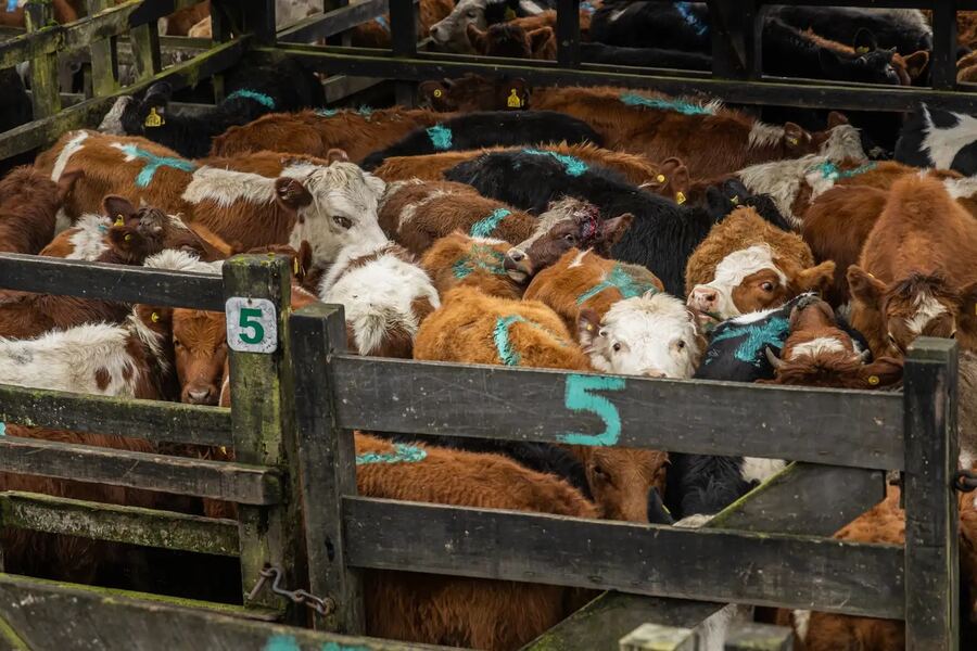 El auge de la carne argentina enciende alertas por posibles retrocesos en la protección ambiental