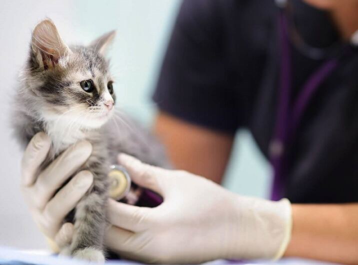 Berisso: Octubre llega con nuevas jornadas veterinarias